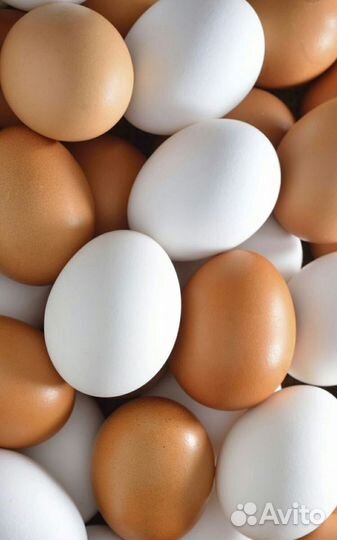 Домашние куриные яйца, перепелиные мясо бройлера