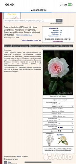 Роза Принц Жардиньер/ Пушкин