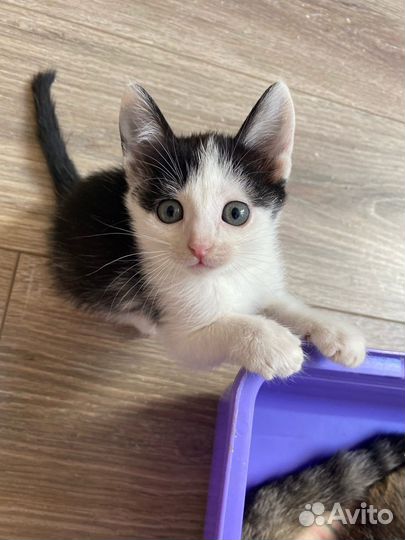 Котенок Рейян – добрейшая душа