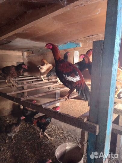 Бойцовые петухи