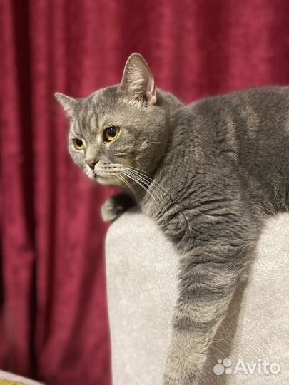 Котик в добрые руки