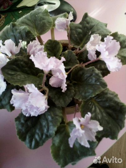 Фиалки разные