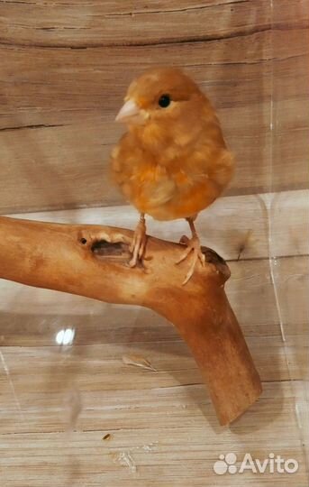 Канарейка самочка