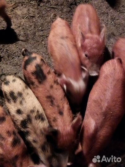 Поросята