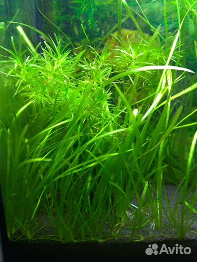 Валиснерия прополка