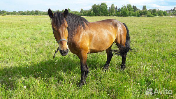 Конский навоз