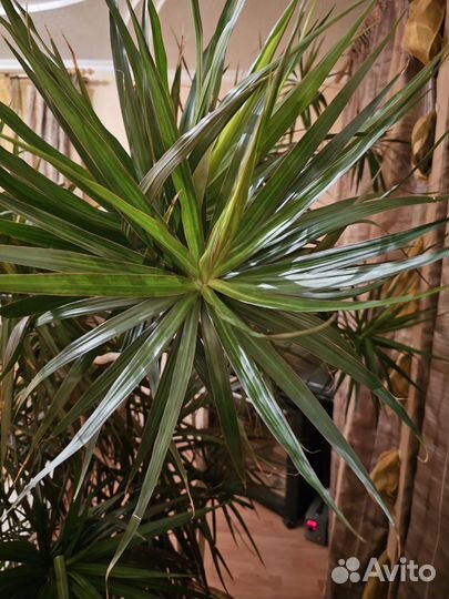 Пальма драцена