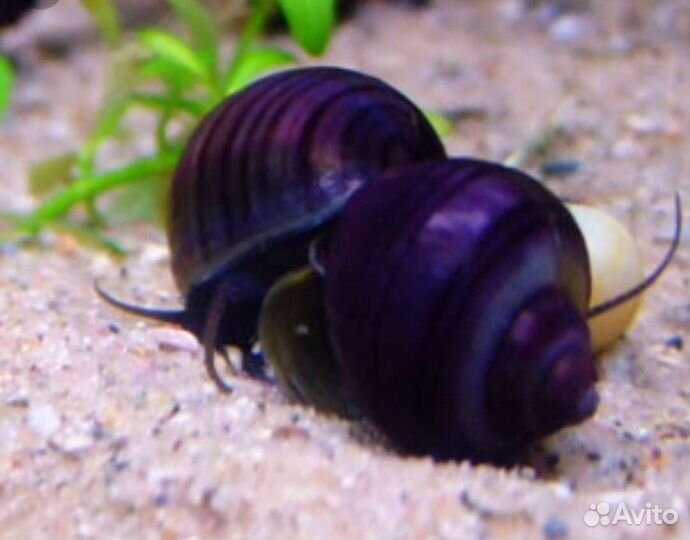 Ампулярии цветные, растения