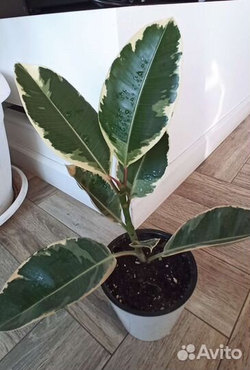 Фикус тинеке