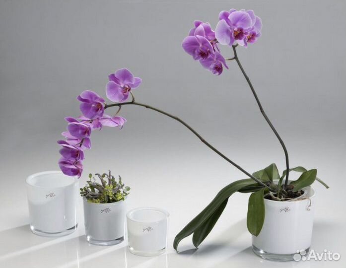 Ваза Sandra Rich цилиндр