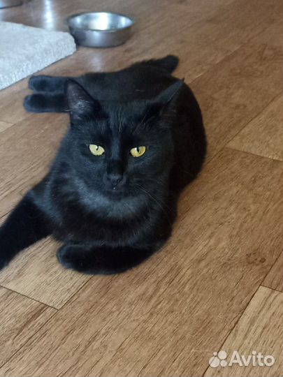 Кошка