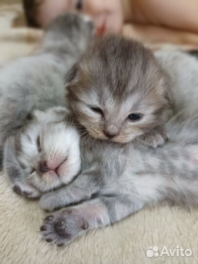 Отдадим котят