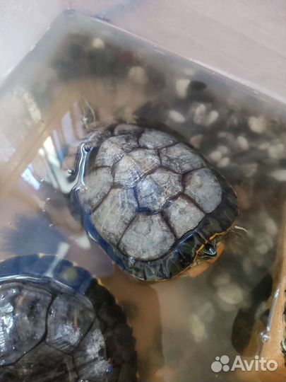 Черепаха