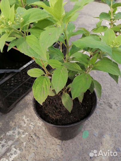 Гортензия метельчатая Ванилла Фрайз