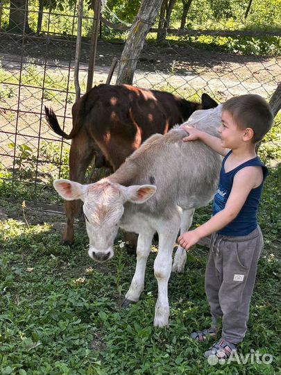 Продам телят от 3 месяцев до 1 года