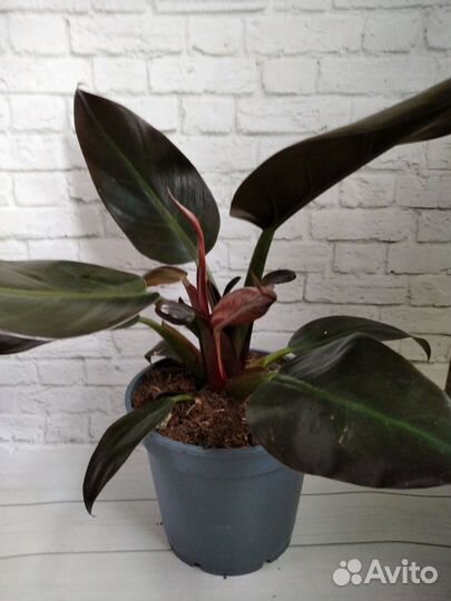Филодендрон Imperial Red