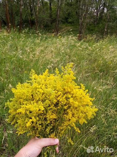 Подмаренник