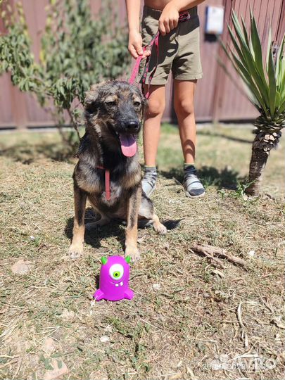 Собака в добрые руки