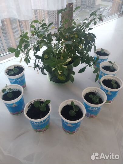 Саженцы комнатного растение мурайя