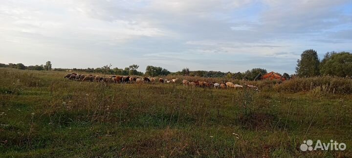 Продаются овцы