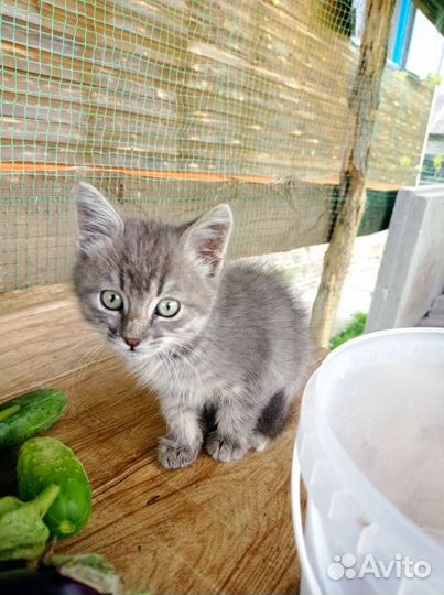 Маленький котик