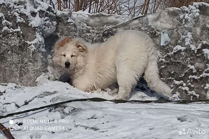 Собака для вязки