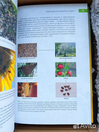 Феномен медоносной пчела (биология, зоология)