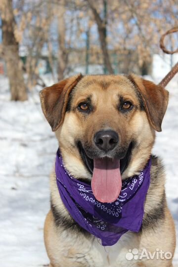 Молодой песик в добрые руки