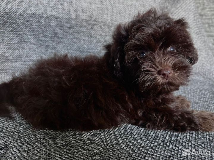 Мальтипу щенки