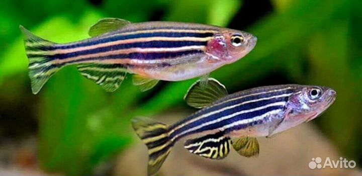 Аквариумные рыбки данио