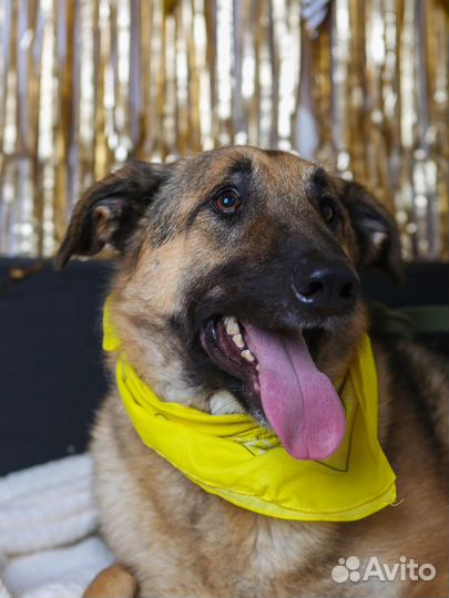 Айс - еще очень молой пес из приюта