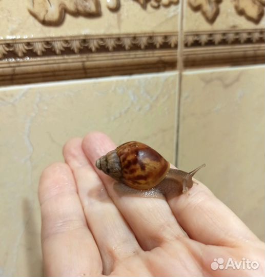 Улитки ахатины