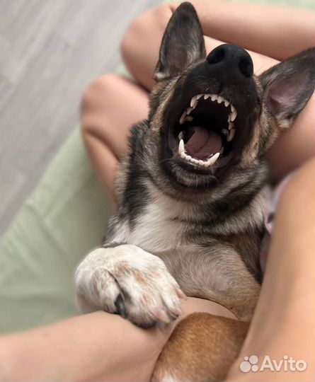 Умный щенок