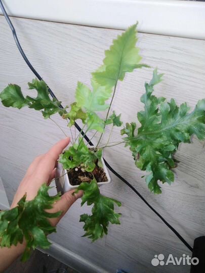 Папоротники и споры 3х сортов