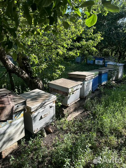Пчелы Пасека Пчелосемьи
