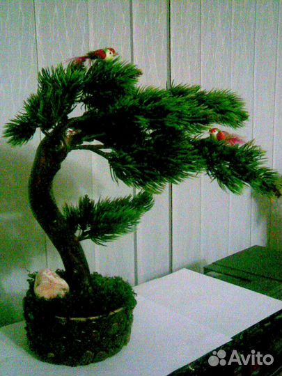 Бонсай для интерьера