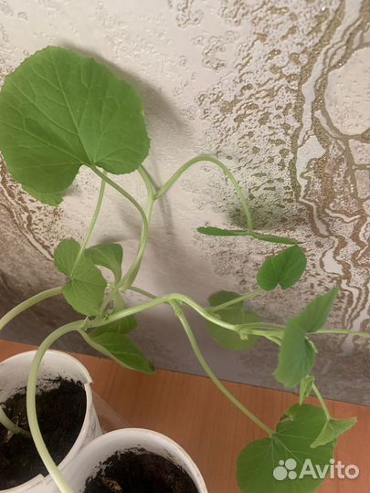 Рассада кабачков