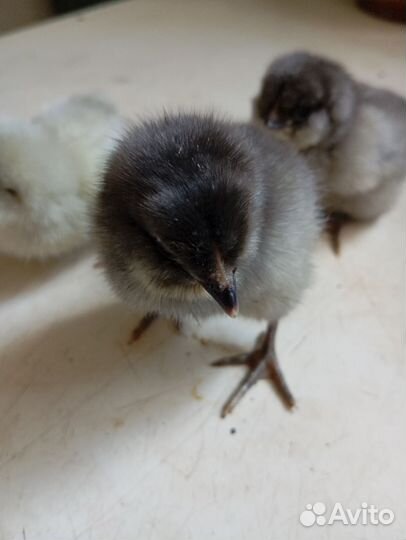 Цыплята,инкубационное яйцо маран, амеруакан