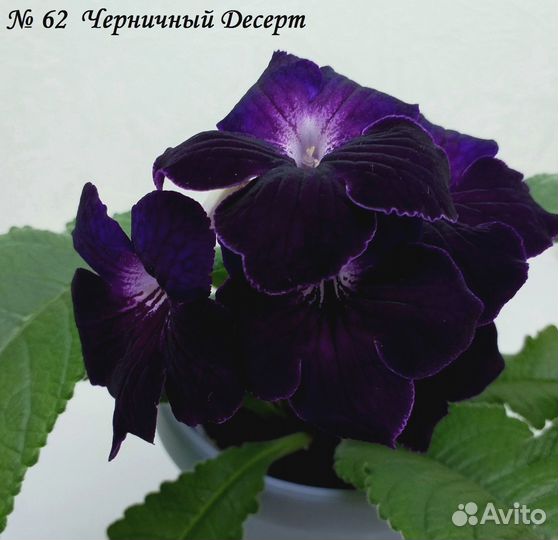 Продается сортовой шикарный стрептокарпус