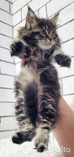 Котята мейн-кун