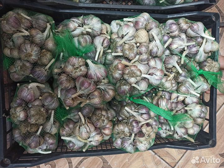 Чеснок озимый из деревни