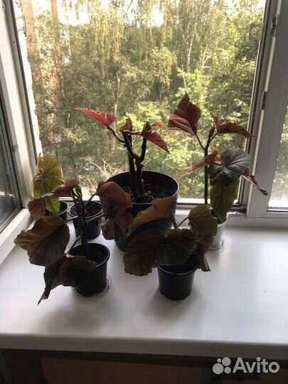 Бегония Люцерна