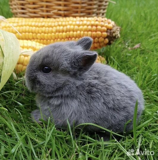 Декоративные кролики