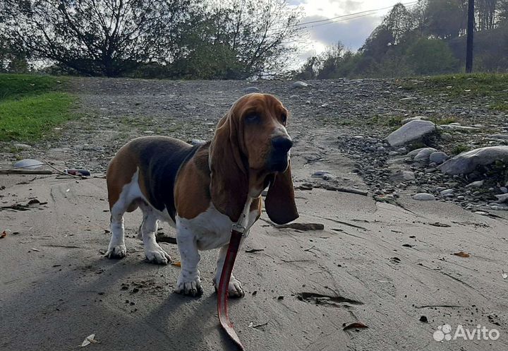 Бассет хаунд