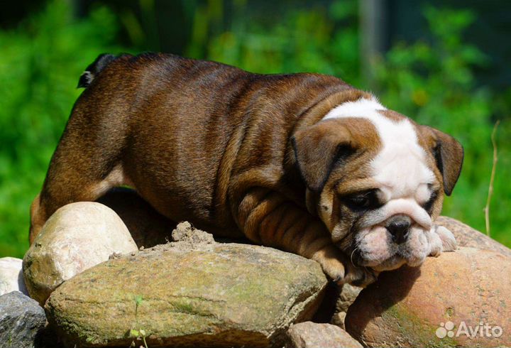 Английский бульдог,прекрасные девочки