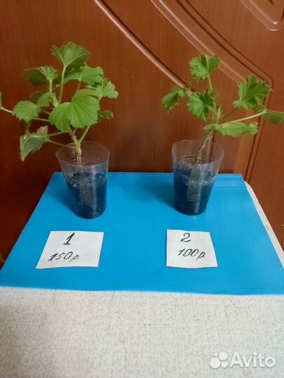 Герань королевская