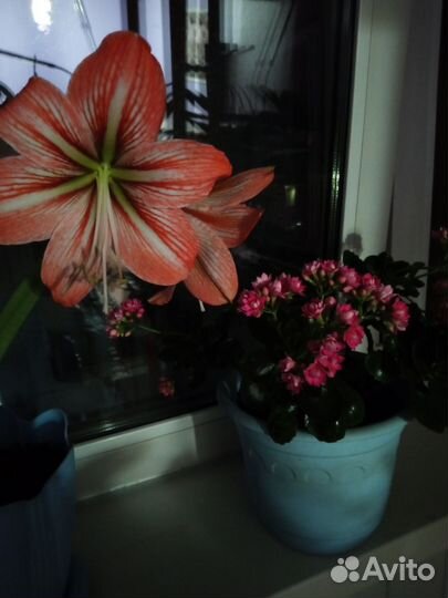 Гипиаструм