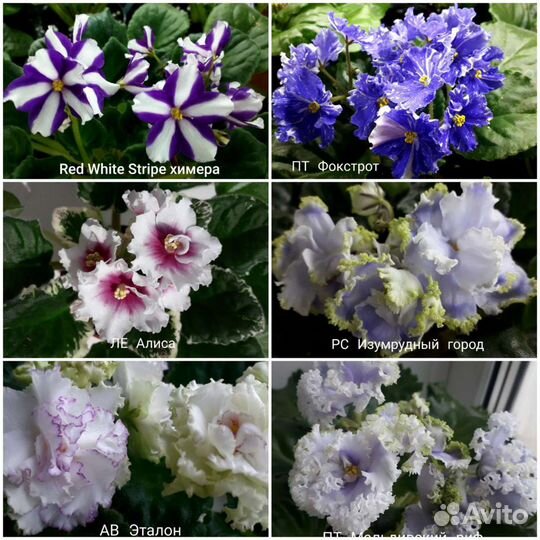 Фиалка,детки сортовых фиалок
