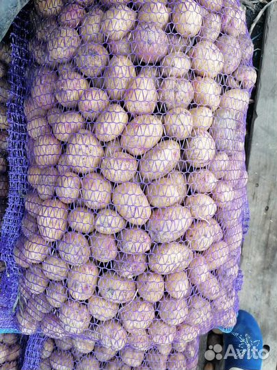 Семенной картофель Сорт Белла Роза и Пикасо