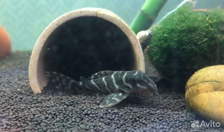 Гуппи Красный Дракон (чистая линия) и l сомы